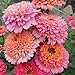 Eden Brothers Zinnia Seeds - Cupcakes Pink Mix, Non-GMO Seeds for Planting, Packet | Low-Maintenance Flower Seeds, Plant During Spring, Zones 3, 4, 5, 6, 7, 8, 9, 10