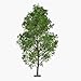 Hybrid Poplar Tree Cuttings for Planting - Fast Growing Shade or Privacy Trees (5 Trees)