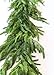 Afloral Real Touch Norfolk Pine Garland - 60' - Wedding, Event and Home Decor