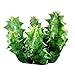 Orbea Variegata 4 inch - Healthy Succulent Rare & Unusual Live Easy Care Indoor House Plant, Fully Rooted in 2/4/6 inch Sizes