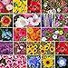 Eden Brothers All Annual Wildflower Mixed Seeds for Planting, 1/4 lb, 120,000+ Seeds with Sunflower, Indian Blanket, Scarlet Flax | Attracts Pollinators, Plant in Spring, Zones 3, 4, 5, 6, 7, 8, 9, 10