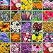 Eden Brothers Northeast Wildflower Mixed Seeds for Planting, 1/4 lb, 120,000+ Seeds with Cosmos, Candytuft, Shasta Daisy | Attracts Pollinators, Plant in Spring or Fall, Zones 3, 4, 5, 6, 7, 8, 9, 10