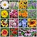 Eden Brothers All Perennial Wildflower Mixed Seeds for Planting, 1/4 lb, 120,000+ Seeds with Lupine, Shasta Daisy | Attracts Pollinators, Plant in Spring or Fall, Zones 3, 4, 5, 6, 7, 8, 9, 10